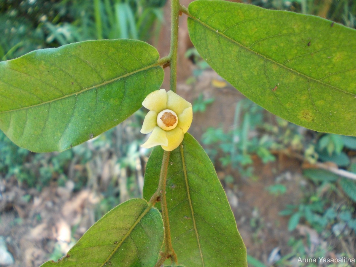 Uvaria sphenocarpa Hook.f. & Thomson